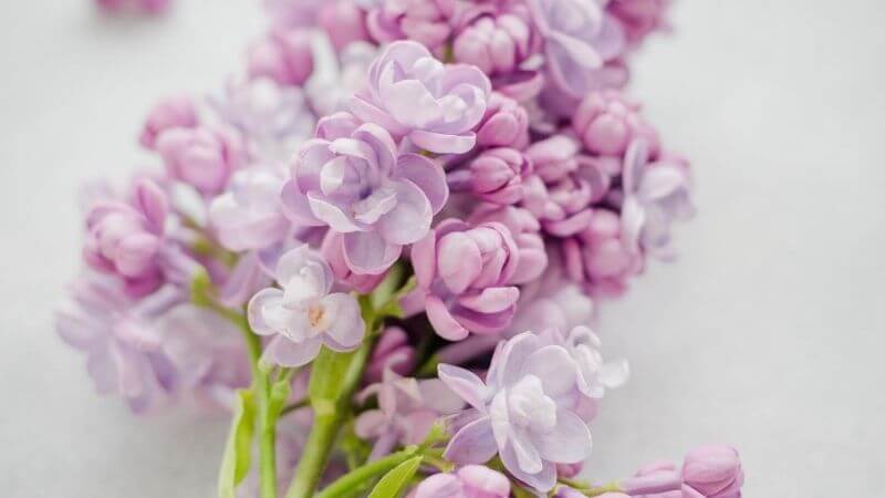 可愛いフランス語 花の名前 花に関する言葉一覧
