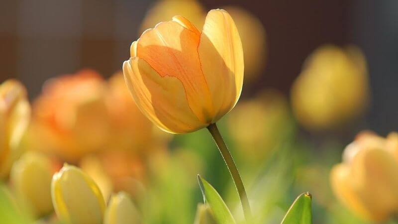 可愛いフランス語 花の名前 花に関する言葉一覧