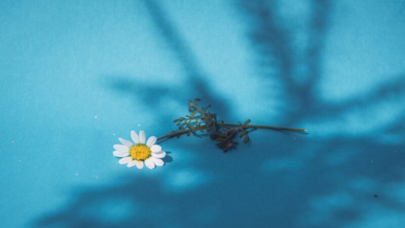 一輪のしおれた花。AIに依存することで自分の言葉や表現力が枯渇していく様子を象徴するイメージ。